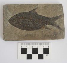 Fossil Fish, Jianghanichthys