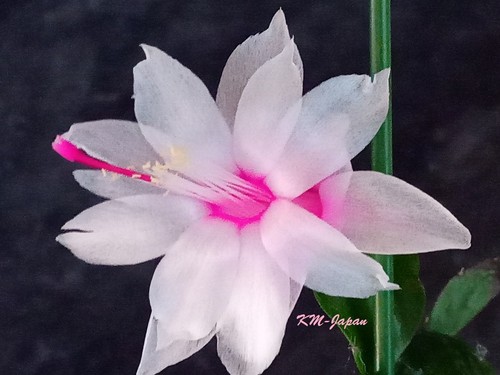 Christmas cactus schlumbergera - cactus,