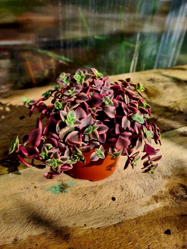 Crassula pellucida calico - pellucida,