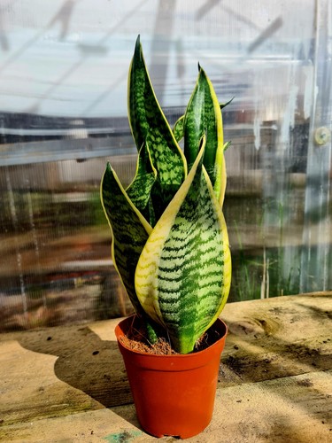 Sansevieria trifasciata futura - sansevieria,