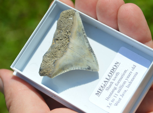B53 wow genuine megalodon - wow,,
