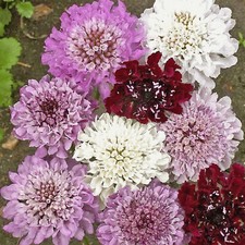 25 SCABIOSA ATROPURPUREA