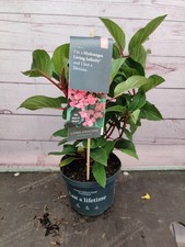 Hydrangea paniculata living - hydrangea,