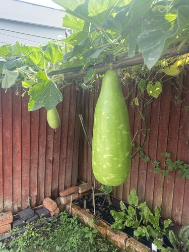 Khodu gourd vegetable large - khodu,