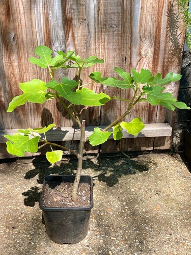 Ficus carica brown turkey - carica, 'brown
