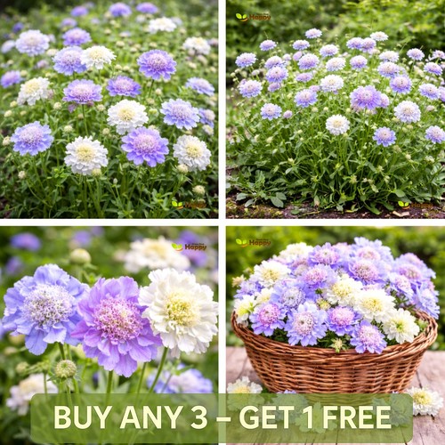 Pincushion flower seeds - pincushion, |