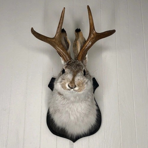 Rabbit head wall decor - rabbit,