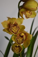 Yellow Cymbidium Orchid Plant Live - 1 Flower Spike