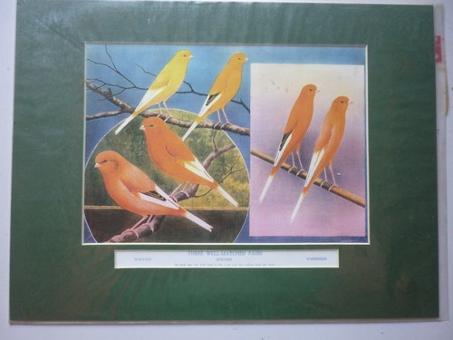 Three well matched - "three, pairs"