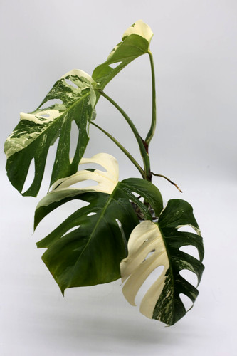 Monstera albo borsigiana - monstera,