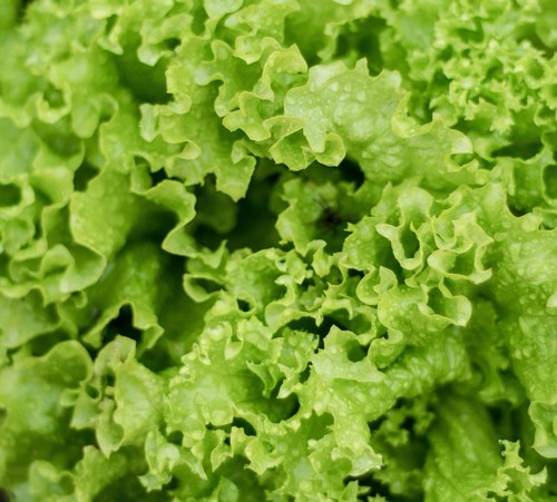 Lettuce salad bowl green - lettuce,
