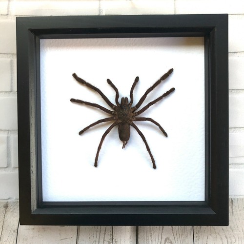 Giant tarantula bird - tarantula, eating