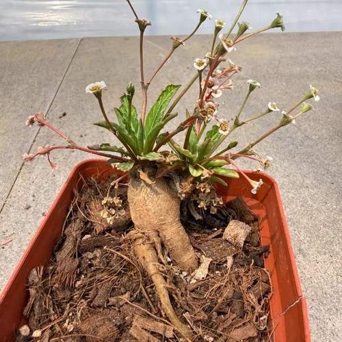 1piece 3cm seedgrowth - 1piece, 2-3cm