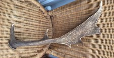 Fallow deer antler - fallow,