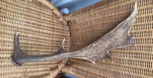 Fallow deer antler - fallow, 47cms