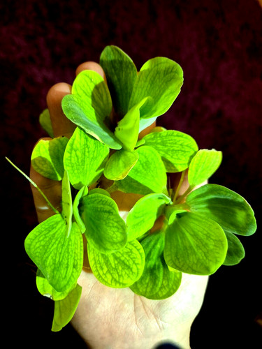 Water lettuce riccia java - water,