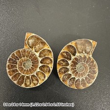 Polished Ammonite Fossil Slice