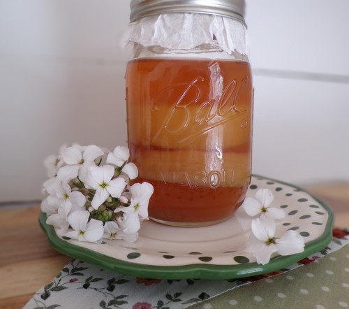 Kombucha scoby 2 cup - scoby/, 1/2