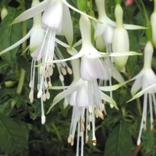 Fuchsia Hardy Bush 'Hawkshead'