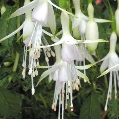 Fuchsia hardy bush hawkshead - fuchsia,