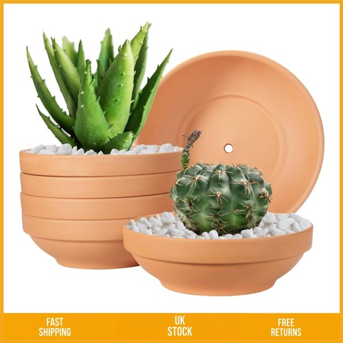 Elegant shallow terra cotta - elegant,