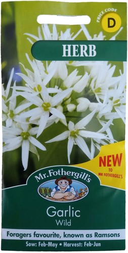 Wild garlic seeds herb mr - herb,