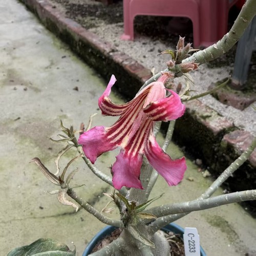 Adenium tanzania wysiwyg - adenium, sp.tanzania
