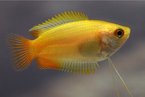 Gold honey gourami - gold,
