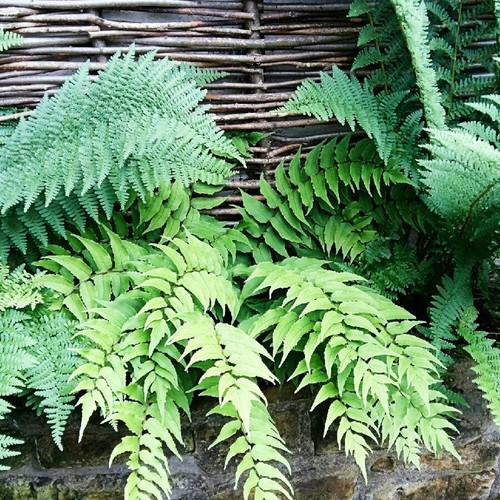 Fern plant mix 9cm - mix,