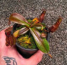 Nepenthes Pitcher Hamata x
