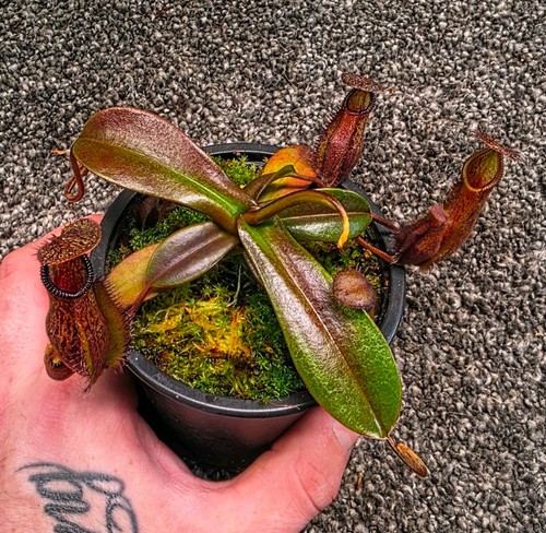 Nepenthes pitcher hamata - pitcher, x