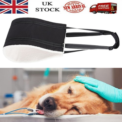 Dog lift harness support - dog,