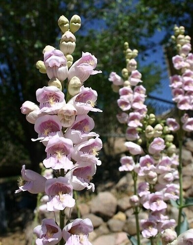 Scented penstemon - penstemon,