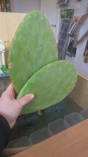 Prickly Pear  Cactus Fruit x1
