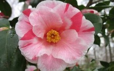 Camellia japonica 'Lady