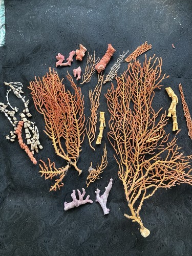 Selection sea fan corals - selection,