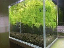Large Amount Live Hornwort