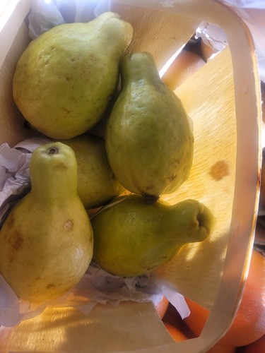 Guava psidium white large - white, ,large