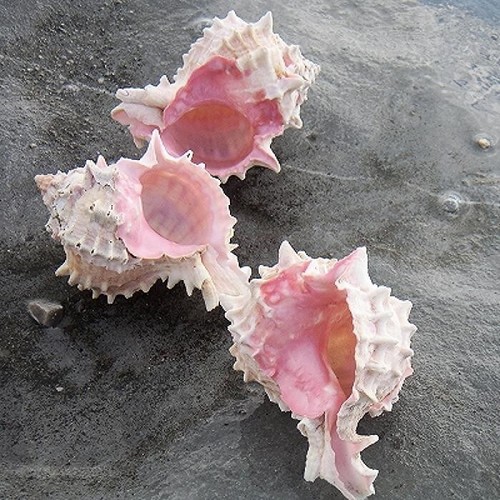 Rose murex shell - shell, vokesimurex