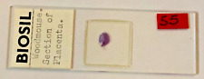 Biosil Microscope Specimen Slide #9 - "Wood Mouse Section Placenta"