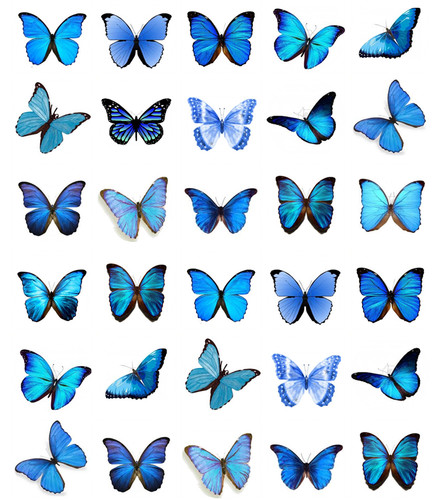 Blue butterflies cupcake - blue,