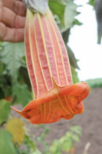 Brugmansia sanguinea Vermilion | Angels trumpet Plant | Plug plant
