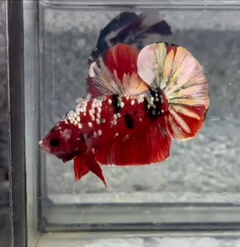 Wysiwyg live betta fish - live,
