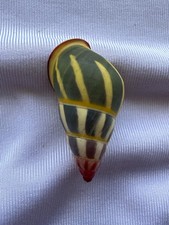 LAND SNAIL, SHELL, Amphidromus xiongxiaoxiaoi 29.5mm #8580