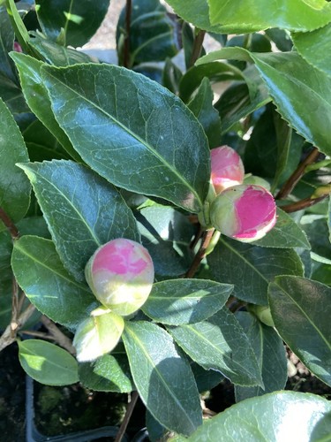 Two pink camellia g - camellia, 'e.