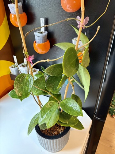 Hoya subquintuplinervis pot - hoya,