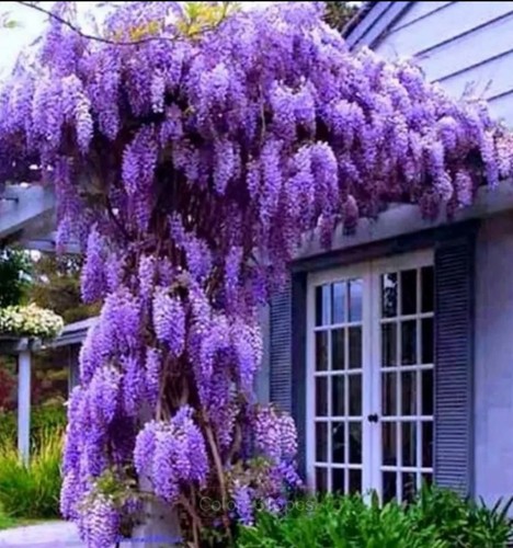 150 premium wisteria - 150,