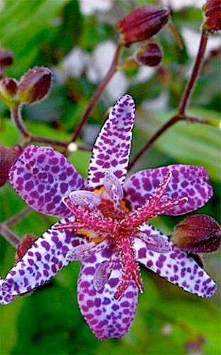 Tricyrtis hirta toad - hirta, lily