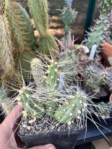 Rare large maihueniopsis - rare,