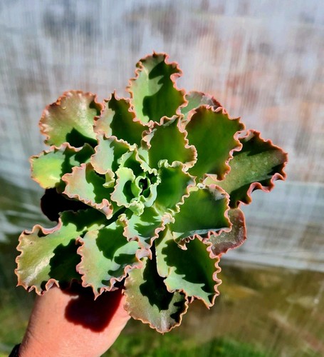 Echeveria shaviana pink frills - shaviana,